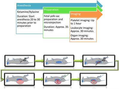 Leukocyte Trafficking and Hemostasis in the Mouse Fetus in vivo: A Practical Guide